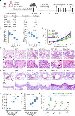 RSV Infection in Neonatal Mice Induces Pulmonary Eosinophilia Responsible for Asthmatic Reaction